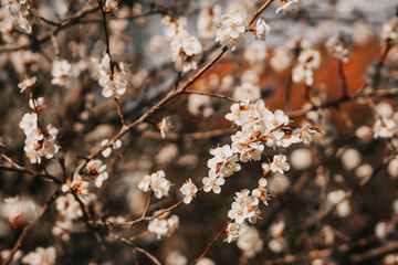 spring blooming peach tree white flowers on a branch
