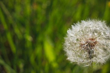 Ripened white dandelion flower on a natural green background. Beautiful natural banner.