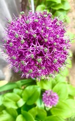 close up of a lavender