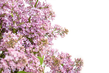 
lilac flowers isolated on white background