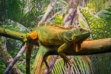 Green iguana in a terrarium at  zoo.