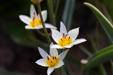 Fototapeta premium Beautiful bright delicate flower tulip botanical Turkestanica with white, yellow pointed petals and dark red stamens on background of blurry green leaves, stems and brown earth, close-up