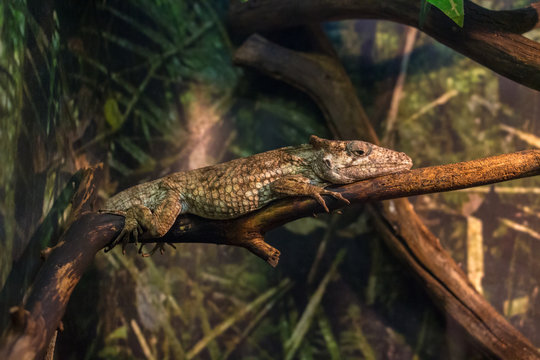 Chamaeleolis barbatus in  a terrarium at zoo