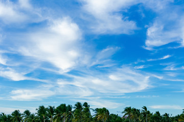 Obraz premium Blue sky, white clouds and green trees forest landscape for background with palm trees and coniferous trees 