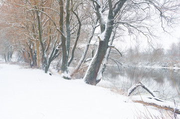 Trees and bushes on the Bank of the winter river.