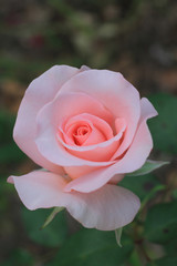 pink rose in garden