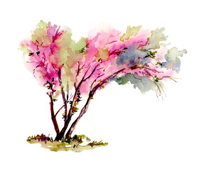 Obraz na płótnie Canvas Cercis tree blooming isolated. Hand drawn .Watercolor sketch