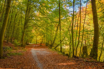 Small way in a forest in Germany with orange and red fallen leafs, yellow and green trees in Gauting, Starnberg