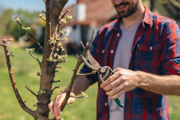 man pruning trees in garden