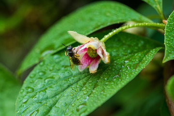 Blooming medicinal lemongrass close-up. Schisandra chinensis. Macro photography.