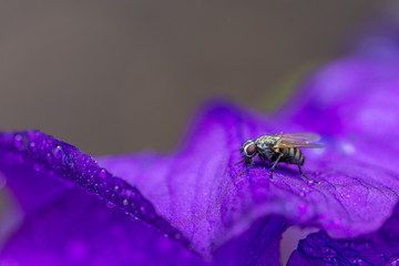 Bright fly on the petal of a purple flower. Macro photography.