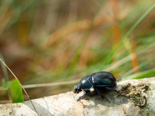A black beetle crawls on a tree branch