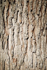 Trunk close up