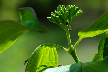 Insects on flowering plants. Macro photography.