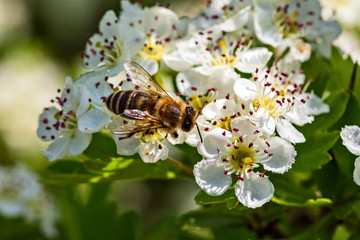 Insects on flowering plants. Macro photography.