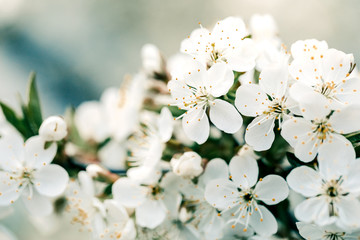 Fototapeta premium Spring blooming fruit tree. The background of the spring flowering