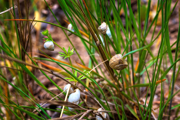 Small clams sit on green grass. Macro photography.