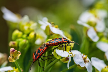 Insects on flowering plants. Macro photography.