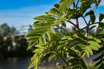 leaves on tree