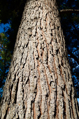 Trunk close up