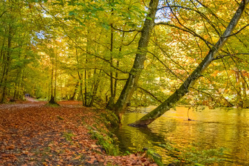 Würm river flowing through a forest in autumn with orange leafs on the ground and yellow trees in Gauting, Stockdorf