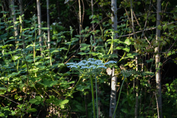 flower in forest