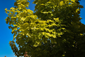 yellow maple leaves