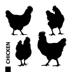 Chicken silhouettes. Variety silhouettes chicken. Realistic silhouettes of hens. A set of silhouettes of chickens