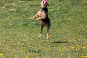 A black and brown mixed breed dog jumps to catch the thrown ball by the owner.