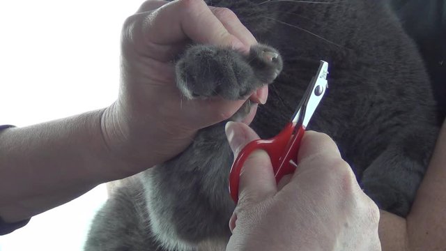  Woman cuts cat claws at home. Cat care, closeup.