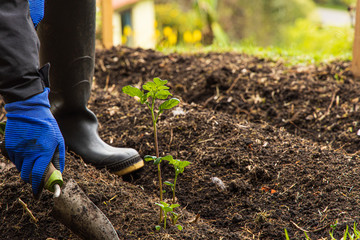 man planting a tomato