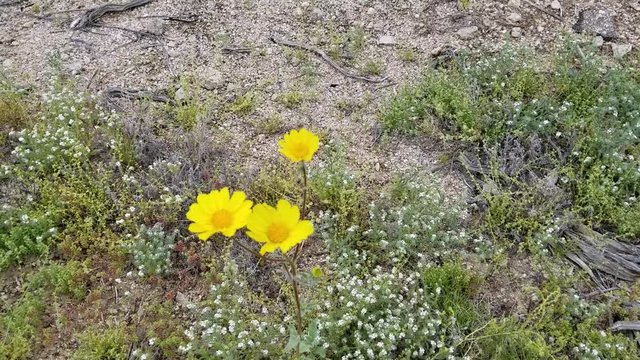 Graceful yellow blossoms of Desert Sunflower, Geraea Canescens, Asteraceae, native plant in the fringes of Twentynine Palms, Southern Mojave Desert, Springtime.