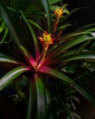 Bromeliad plants in bloom in a corner of the house