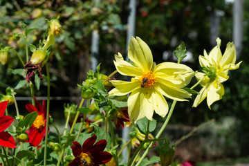 Summer Flowers, Portugal.