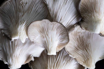 group of mushrooms Pleurotus ostreatus