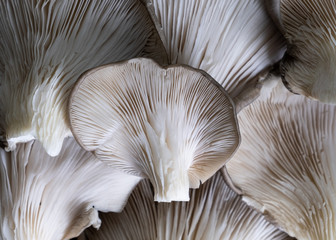 detail of mushrooms Pleurotus ostreatus