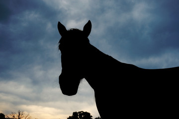 Young horse silhouette against stormy sky background.