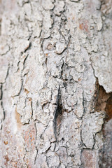 Wood white texture cracks bark