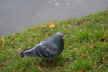 pigeon on the grass