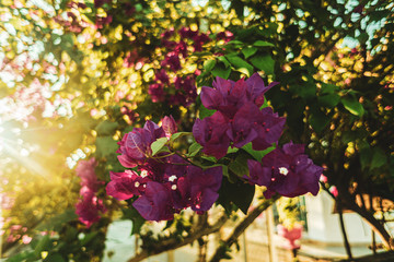 Fioletowe kwiaty, zielona roślina w słoneczny dzień. © insomniafoto