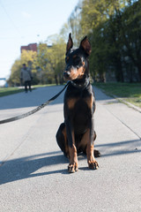 Doberman dog puppy sitting on asphalted road outdoors 