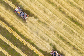 Two mini tractors thresh the cut wheat ears. A cropped image. The view from the top. Shooting from a drone.