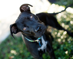dog, canine, boxer, mised breed, black, white markings, green grass, park, natural light, serious, stare, watching, ready, nose, alert, focused © TBergphoto