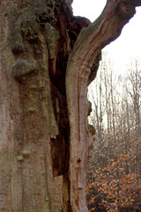 Naklejka premium View of a partially split oak trunk in the Sababurg jungle