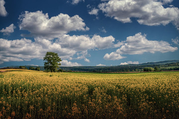 Fields of flowers