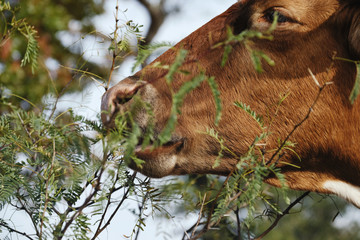 Texas Longhorn cow eating mesquite tree leaves close up.