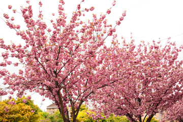 cherry blossoms in full bloom in lviv