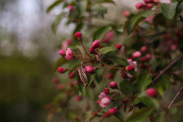 Fototapeta na wymiar Blooming apple tree. The blossoming pink flowers of an apple tree. Unblown pink apple tree flowers.