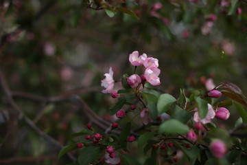 The blossoming pink flowers of an apple tree. Unblown pink apple tree flowers. Blooming apple tree.