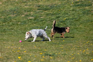 Two mixed-breed dogs, one black-brown and the other white-gray, run after a small rubber ball is...